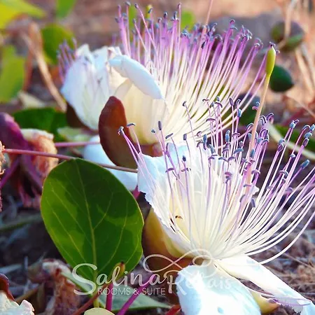 Salinarelais Rooms&suite 3* Malfa (Salina)